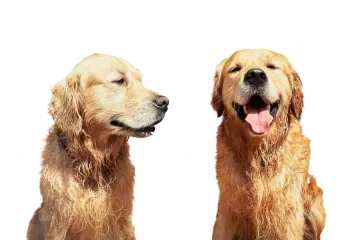 two golden retrieves sitting side by side