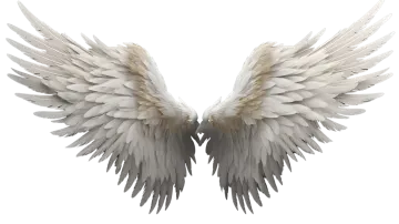 two white wings on a white background