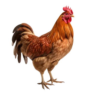 a rooster with a red comb on its head