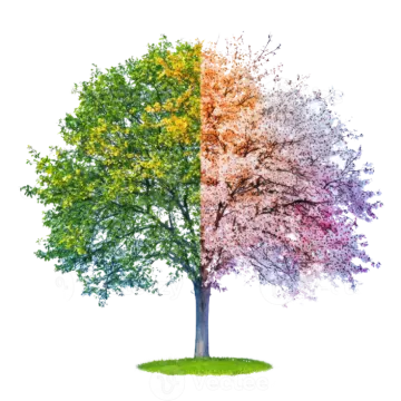 a tree with colorful leaves on it