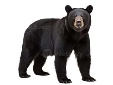 a black bear standing up against a white background