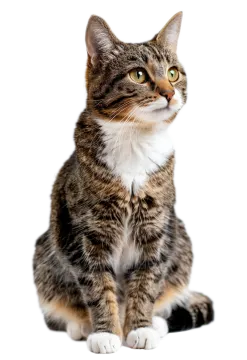 a cat sitting on the floor looking up