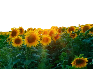 a field of sunflowers