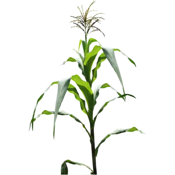 an image of a plant with green leaves