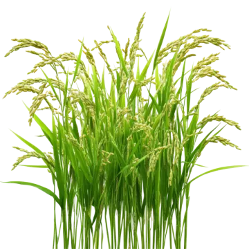 a bunch of green grass with white background