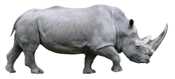 the rhino is white