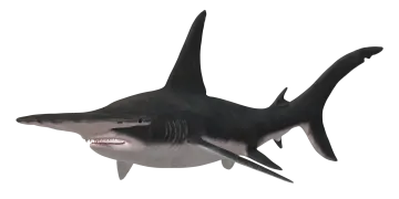 an image of a shark with its mouth open