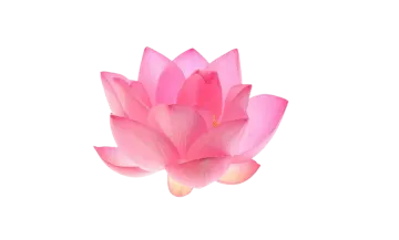 a pink lotus flower on a white background