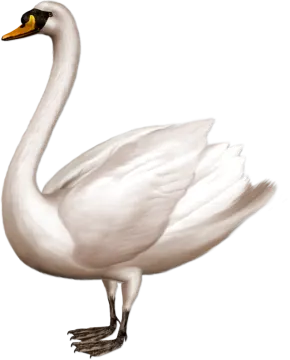 a white swan