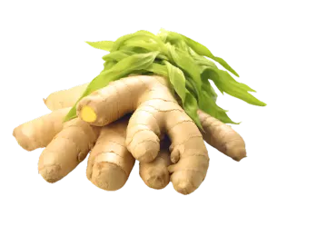 a bunch of fresh ginger on a white background