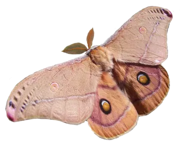 a large moth on a white background