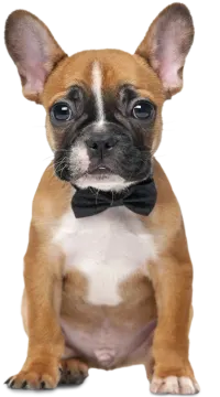 a small brown and white dog wearing a bow tie
