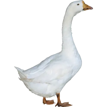 a white duck standing on its hinds