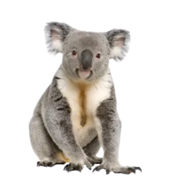 a koloa sitting on the ground