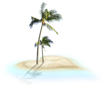 a palm tree in the sand on a beach