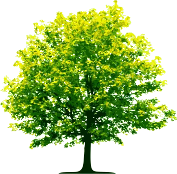 a tree with yellow leaves