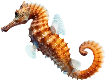 a close up of a sea horse
