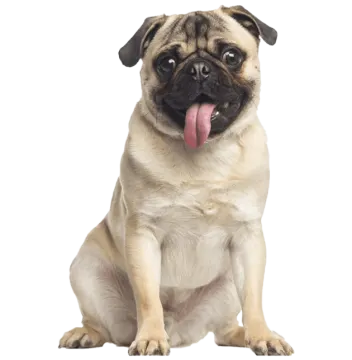 a pug dog with its tongue sticking out