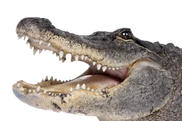 an alligator with its mouth open on a white background