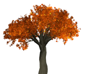 a tree with orange leaves on it