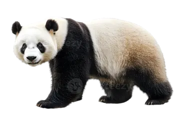 a panda bear walking in front of a white background