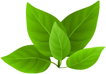 a green leaf on a white background