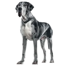 a black and white dog standing on a white background