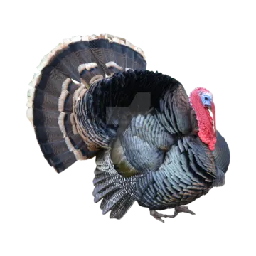 a close up of a turkey on a white background