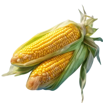 two ears of corn on white background