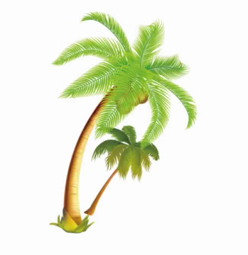 palm tree on a white background