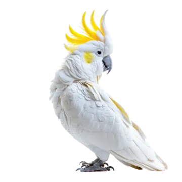 a white parrot with yellow feathers on its head