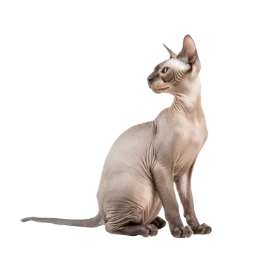 a hairless cat sitting on a white background