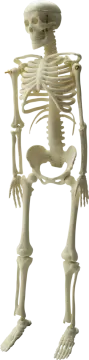 a model of a human skeleton