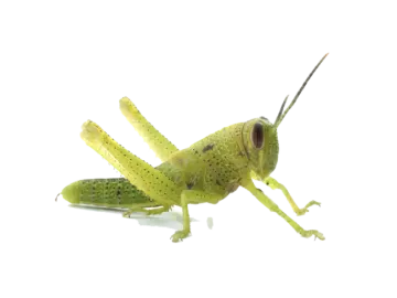 a close up of a grasshopper insect