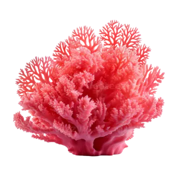 A coral on a white background