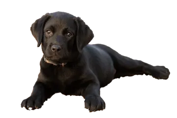 a black dog laying down on the ground