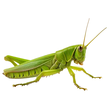 a green grasshopper on a white background