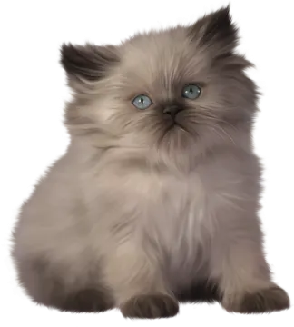 a cat with blue eyes sitting down
