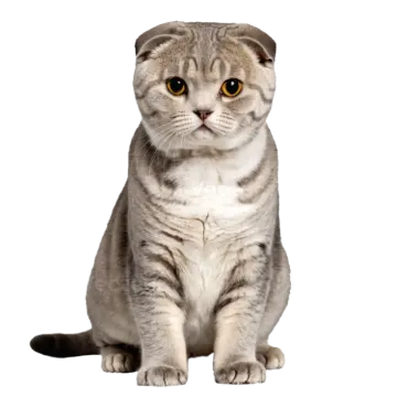 a gray and white cat sitting on a white background