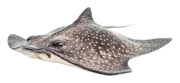 a close up view of a spotted whale