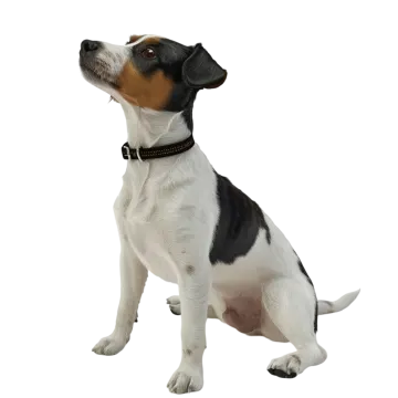 a black and white dog sitting on a white background