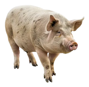 a small pig standing on a white surface