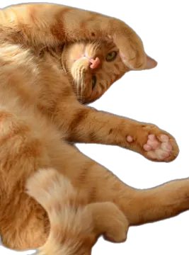 the cat is orange