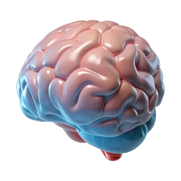 a model of the human brain