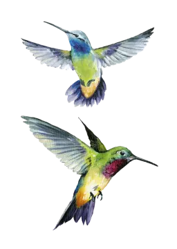 two colorful hummings flying in the air