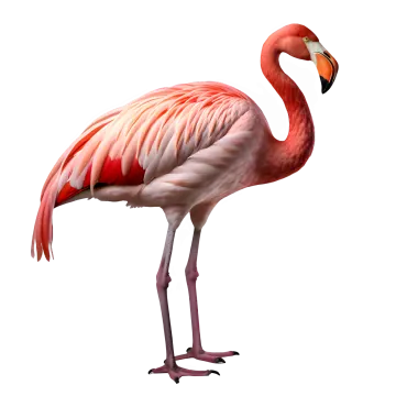 a pink flaming standing in front of a white background