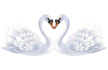 a pair of white swans making a heart shape