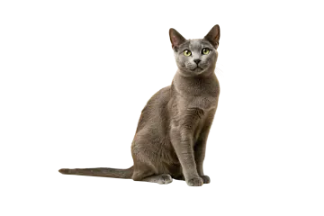 a gray cat sitting on a white surface