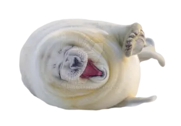 a baby seal with its mouth open on a white background