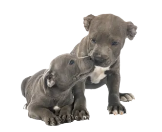 two pup playing with each other pup